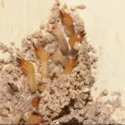 Business 2 image PEST CONTROL PIARA WATERS Pest Inspection in Piara Waters WA