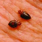 Business 3 image PEST CONTROL PIARA WATERS Pest Inspection in Piara Waters WA