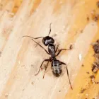 Business 1 image PEST CONTROL PIARA WATERS Pest Inspection in Piara Waters WA