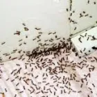 Business 2 image PEST CONTROL RANDWICK Pest Control in Randwick NSW