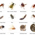 Business 3 image PEST CONTROL RANDWICK Pest Control in Randwick NSW