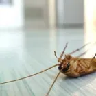 Business 1 image PEST CONTROL RANDWICK Pest Control in Randwick NSW