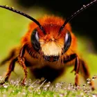 Business 2 image PEST CONTROL SYDNEY Home Pest Control in Sydney NSW