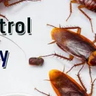 Business 2 image PEST CONTROL SYDNEY Pest Control in Sydney NSW