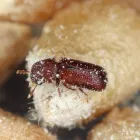 Business 1 image PEST CONTROL VICTORIA PARK Pest Control in Victoria Park WA