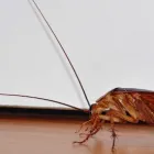 Business 2 image PEST CONTROL WEST BEACH Pest Control in West Beach SA