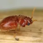 Business 1 image PEST CONTROL WEST BEACH Pest Control in West Beach SA