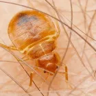Business 2 image PEST CONTROL WEST BEACH Pest Control in West Beach SA