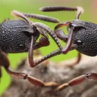 Business 3 image PEST CONTROL WEST BEACH Pest Control in West Beach SA