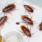 Business 5 image PEST CONTROL WEST BEACH Pest Control in West Beach SA