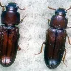 Business 1 image PEST CONTROL WEST BEACH Pest Control in West Beach SA