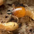 Business 1 image PEST DESTROY TERMITE CONTROL ADELAIDE Termite Services in Adelaide SA