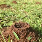 Business 1 image PEST DOCTORS Pest Control Products in Hawthorne QLD