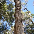 Business 4 image PEST DOCTORS Pest Control Products in Hawthorne QLD