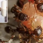 Business 3 image PESTEND Pest Management in Brisbane QLD