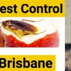 Business 4 image PESTEND Pest Management in Brisbane QLD
