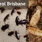 Business 1 image PESTEND Pest Management in Brisbane QLD