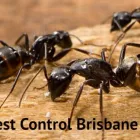 Business 2 image PESTEND Pest Management in Brisbane QLD