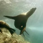 Business 1 image PHILLIP ISLAND TOURS AUSTRALIA Wildlife Tours in Melbourne VIC
