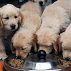 Business 1 image PORT ROAD VET Pet Care in West Croydon SA