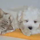 Business 2 image PORT ROAD VET Pet Care in West Croydon SA