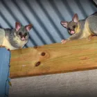 Business 1 image POSSUM REMOVAL ADELAIDE Pest Inspection in Adelaide SA