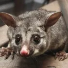 Business 2 image POSSUM REMOVAL ADELAIDE Pest Inspection in Adelaide SA