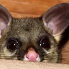 Business 3 image POSSUM REMOVAL ADELAIDE Pest Inspection in Adelaide SA