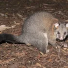 Business 4 image POSSUM REMOVAL ADELAIDE Pest Inspection in Adelaide SA