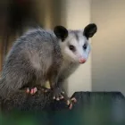 Business 1 image POSSUM REMOVAL ADELAIDE Pest Inspection in Adelaide SA