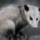 Business 1 image POSSUM REMOVAL PERTH Pest Inspection in Perth WA