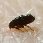 Business 2 image PROFESSIONAL PEST CONTROL MELBOURNE Pest Management in Melbourne VIC
