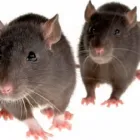 Business 4 image PROFESSIONAL PEST CONTROL MELBOURNE Pest Management in Melbourne VIC