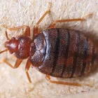 Business 8 image PROFESSIONAL PEST CONTROL MELBOURNE Pest Management in Melbourne VIC