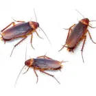 Business 10 image PROFESSIONAL PEST CONTROL MELBOURNE Pest Management in Melbourne VIC