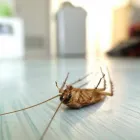 Business 12 image PROFESSIONAL PEST CONTROL MELBOURNE Pest Management in Melbourne VIC