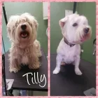 Business 3 image PUPPY LOVE VIC Pet Care Services in Northcote VIC