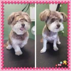 Business 6 image PUPPY LOVE VIC Pet Care Services in Northcote VIC