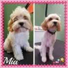 Business 1 image PUPPY LOVE VIC Pet Care Services in Northcote VIC