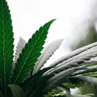Business 1 image QUANTUM CLINICS Medical Cannabis Doctors in Manly East NSW