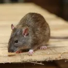 Business 2 image RIP RODENT CONTROL MELBOURNE Pest Control in Melbourne VIC