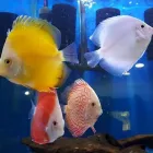 Business 3 image RIVER TO REEF AQUARIUM COFFS HARBOUR Aquarium in Coffs Harbour NSW