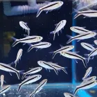 Business 4 image RIVER TO REEF AQUARIUM COFFS HARBOUR Aquarium in Coffs Harbour NSW
