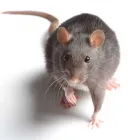 Business 1 image RODENT CONTROL ADELAIDE Pest Control in University Of Adelaide SA