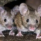 Business 2 image RODENT CONTROL ADELAIDE Pest Control in University Of Adelaide SA