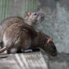 Business 1 image RODENT TREATMENT MELBOURNE Pest Control in Melbourne VIC