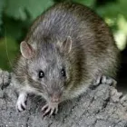 Business 3 image RODENT TREATMENT MELBOURNE Pest Control in Melbourne VIC
