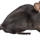 Business 5 image RODENT TREATMENT MELBOURNE Pest Control in Melbourne VIC