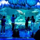 Business 2 image SEA LIFE SYDNEY AQUARIUM what's on Sydney in Sydney NSW