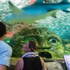 Business 5 image SEA LIFE SYDNEY AQUARIUM what's on Sydney in Sydney NSW